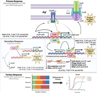 Genotype-by-environment interactions govern fitness changes associated with adaptive mutations in two-component response systems